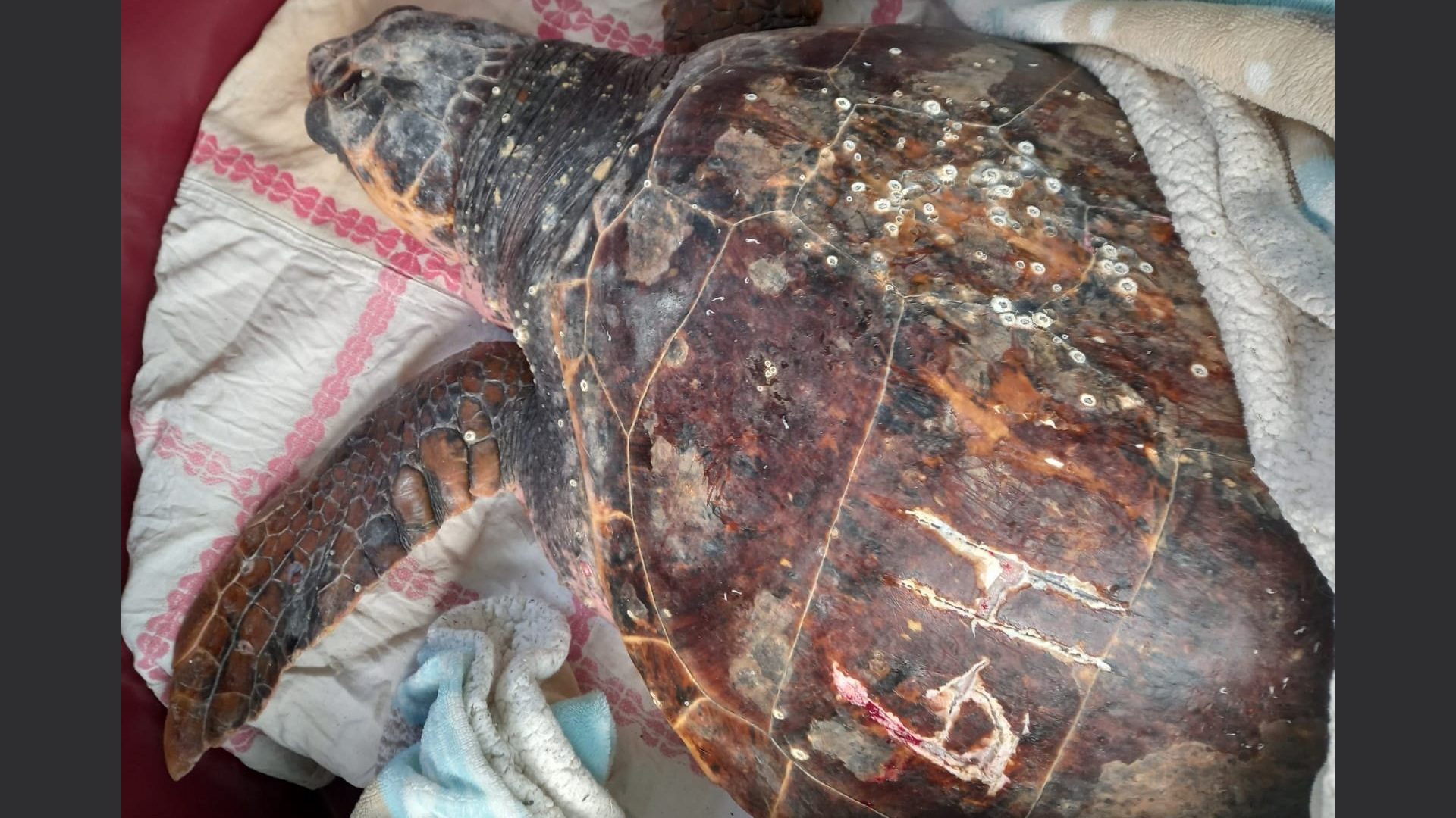 Cesenatico: recuperata tartaruga marina seviziata