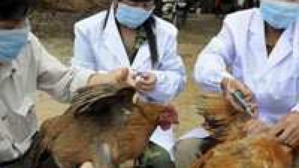 Cina: aviaria, bambino contagiato da virus