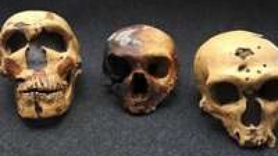 Dna Neanderthal rivela incroci ominidi