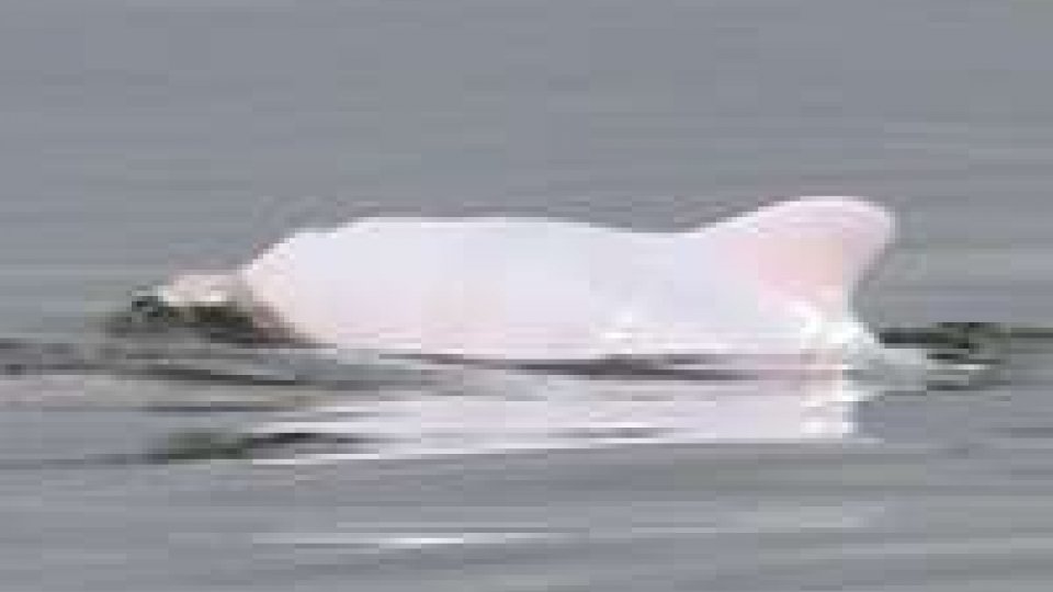 Delfino albino avvistato in Adriatico: i biologi lo hanno chiamato Albus
