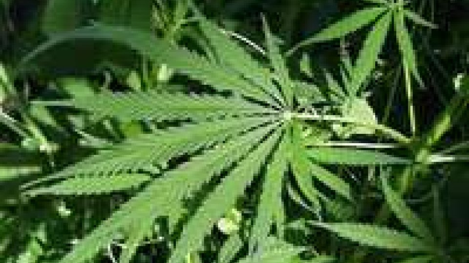 Piccola piantagione di marijuana a Chiesanuova. Tre arresti
