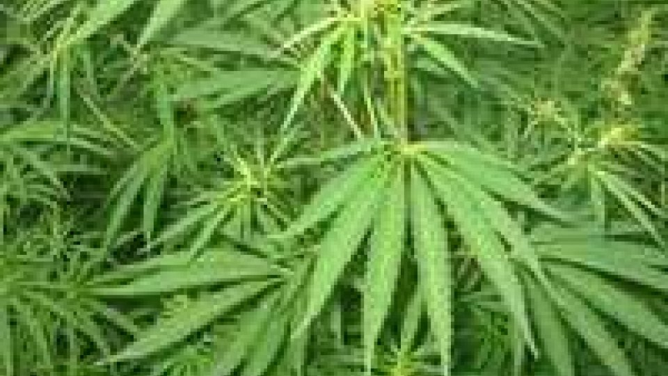 San Marino: coltivava marijuana e funghi allucinogeni, denunciato un 19enne