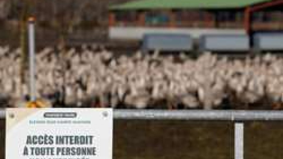 Disposto l'abbattimento di 600mila anatre in Francia