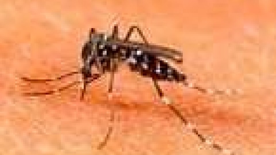 Zanzara tigre: partita la campagna di prevenzione