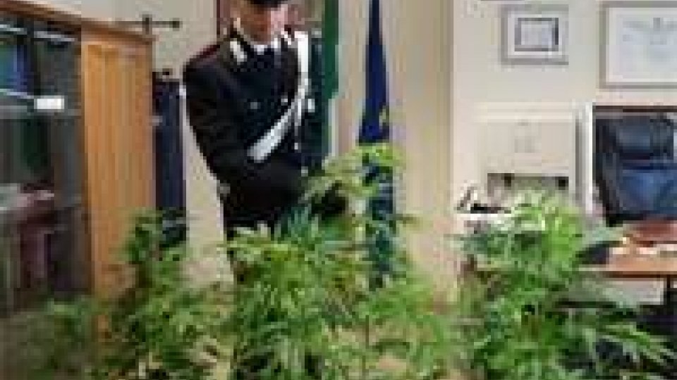 Riccione: piantagione di marijuana in casa. Arrestato 34enne