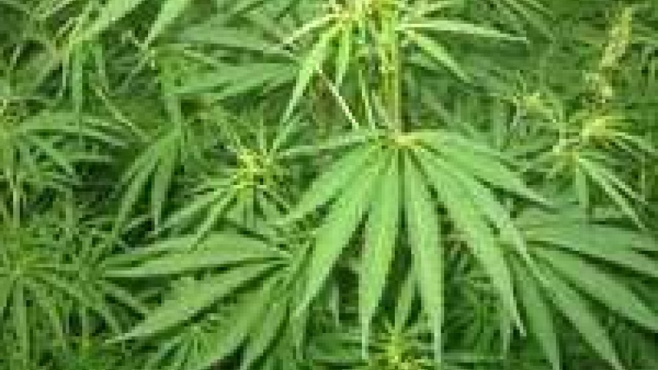 Urbino: coltiva cannabis, arrestato dalla polizia