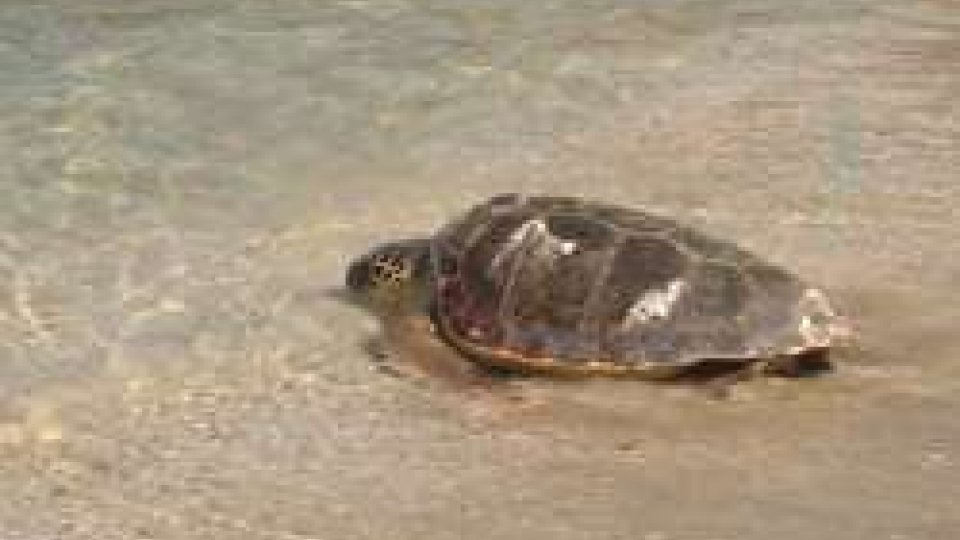 La tartaruga liberataRimini: liberata la tartaruga Fortuna, ma resta l'incubo plastica nei mari