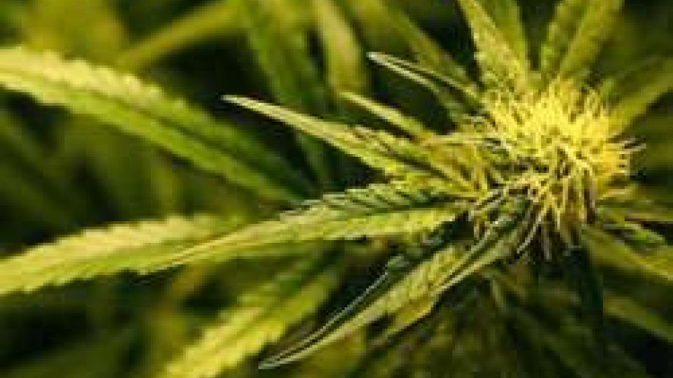 Viserba: innaffiavano una piccola piantagione di marijuana, arrestati