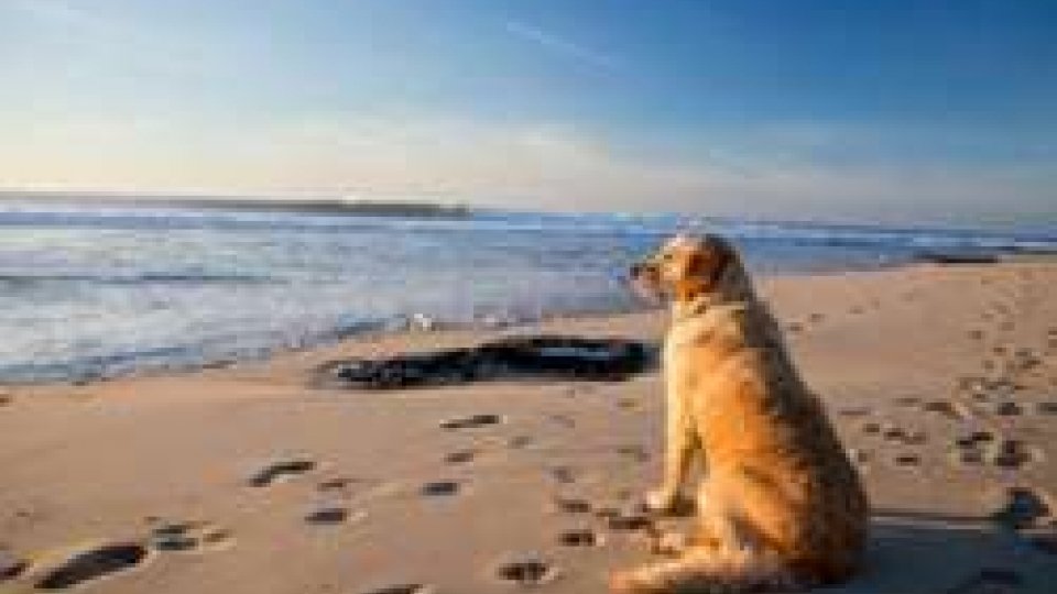 bagni al mare anche per i cani (@tuttozampe.com)