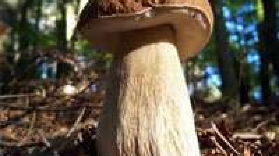 Si apre la stagione dei funghi: con la raccolta si attiva il presidio micologico