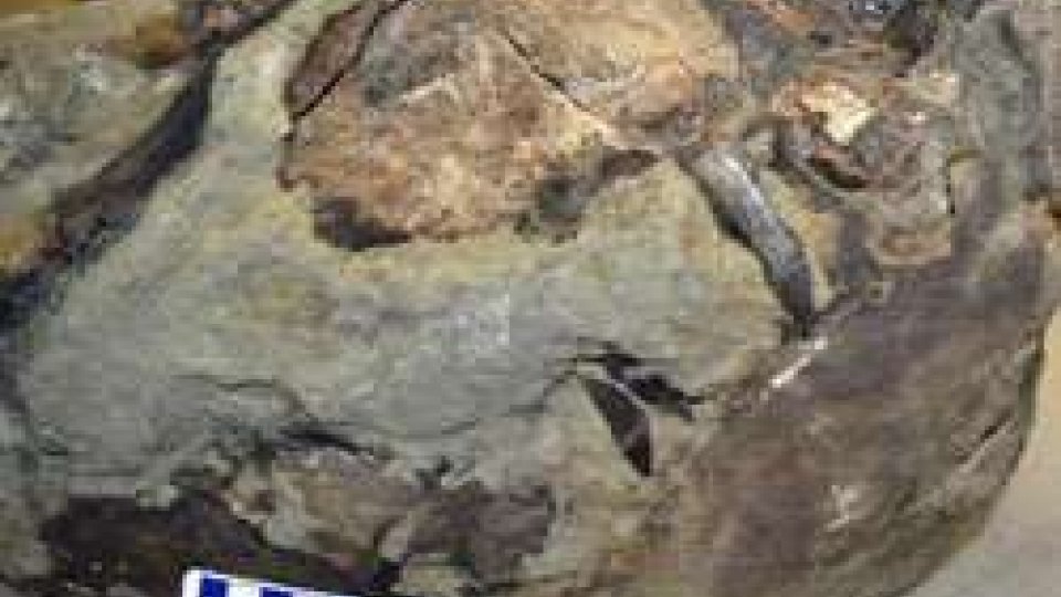 Mosasaurus di Novafeltria