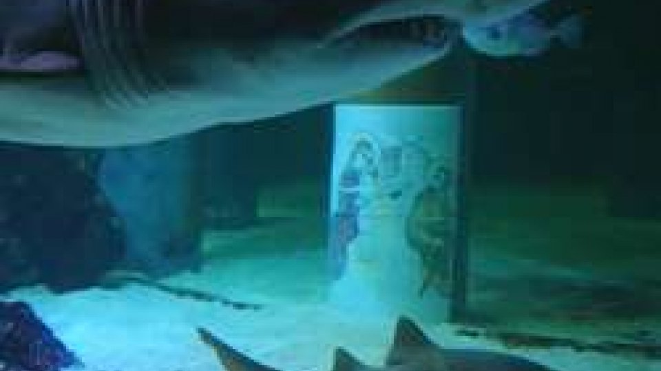 il presepe sotto l'acqua "sorvegliato" dagli squaliA Cattolica il presepe sotto l'acqua sorvegliato dagli squali