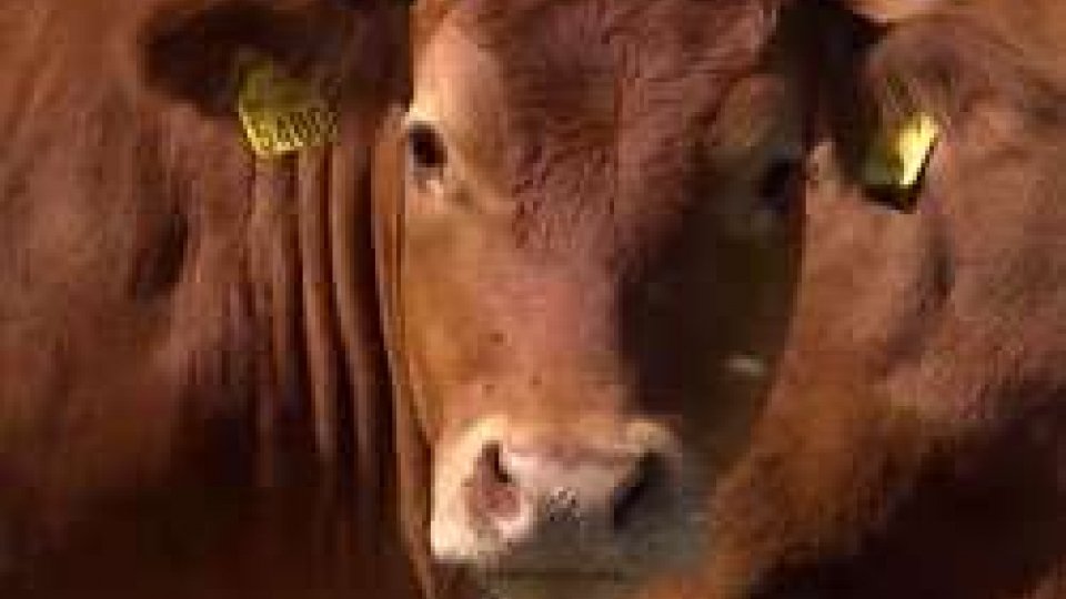 Le mucche di Pino GuidiSan Marino si prepara al 'bio', gli imprenditori agricoli aprono alla nuova filosofia