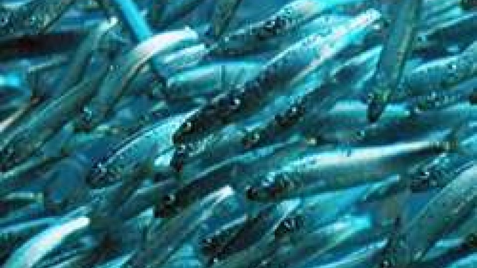 Pesce Azzurro, a Rimini incontro pescatori-commissione Ue