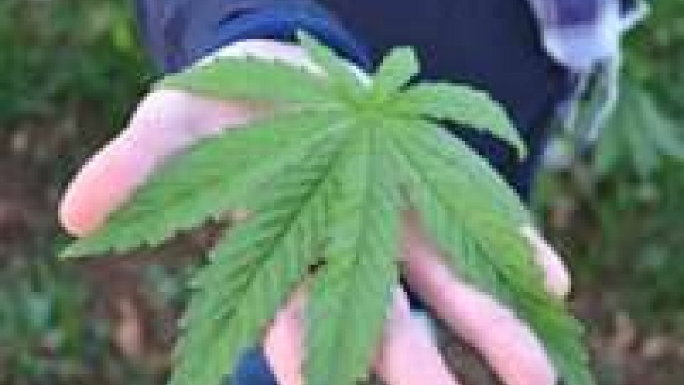 Osimo: marijuana tra i girasoli, arrestato 25enne.