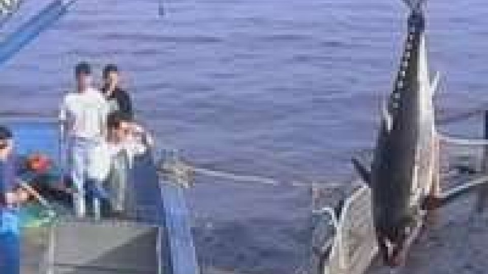 merito delle restrizioni europeeAbbondanza di tonni rossi nell'Adriatico