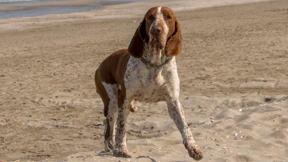 Bagni al mare per i cani, il Comune apre in via sperimentale alla balneazione in tre spiagge libere