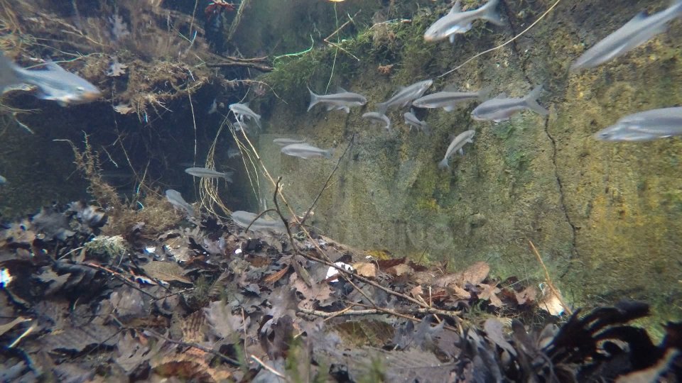 Rivive la lasca nel Marano, il Centro naturalistico reintroduce questa specie ittica nel torrente