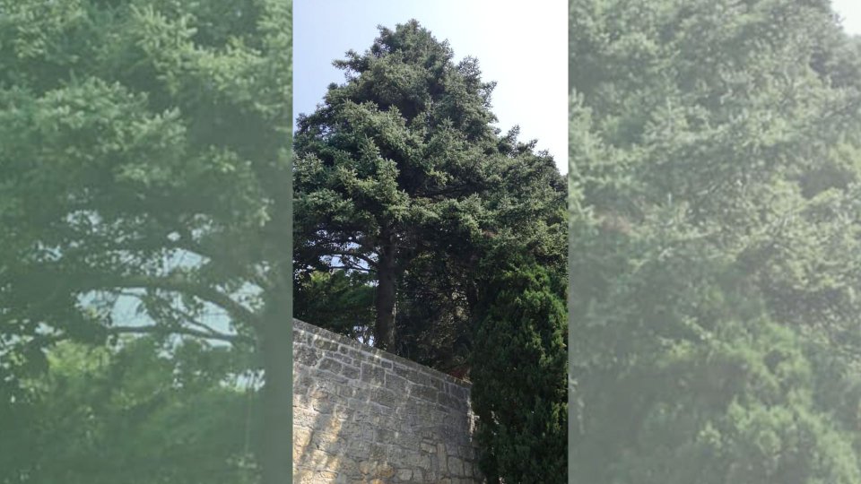 Uno degli alberi che, secondo Porta del Paese, verranno abbattuti