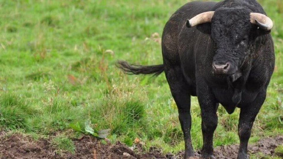 Novafeltria: agricoltore perde la vita incornato da un toro