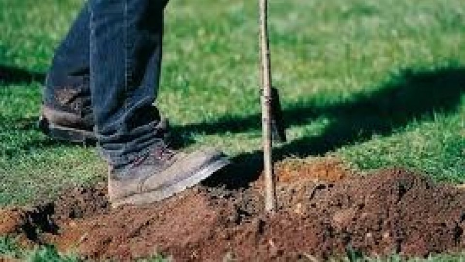 “Regala un albero alla tua Città”: a meno di un anno dal lancio del progetto, raccolti quasi 12.000 euro, per 46 nuovi alberi da piantare