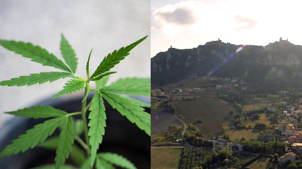Una pianta di Cannabis e il Monte Titano