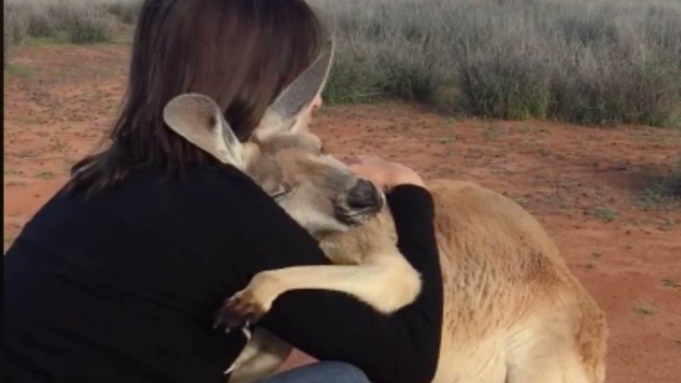 Australia: il canguro che abbraccia i volontari