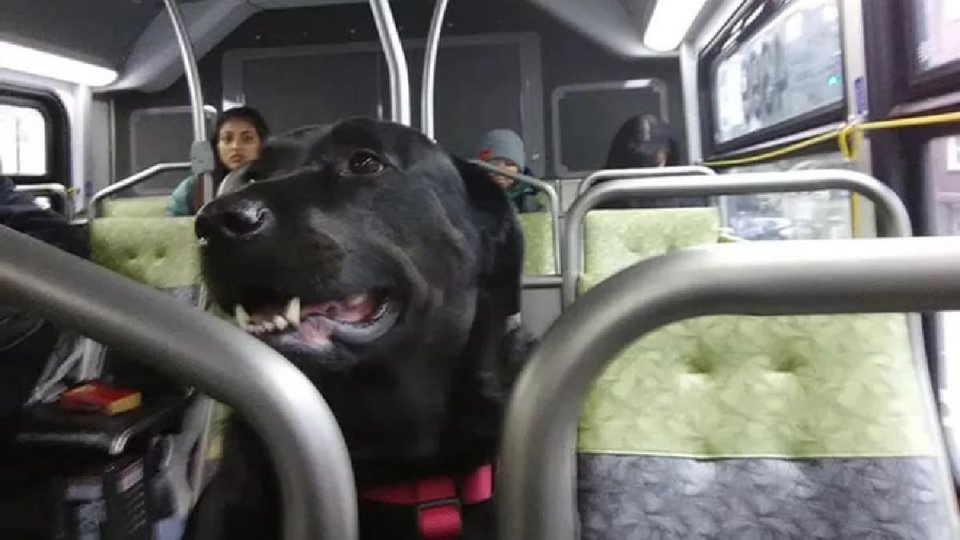Il cane che prende l'autobus da solo