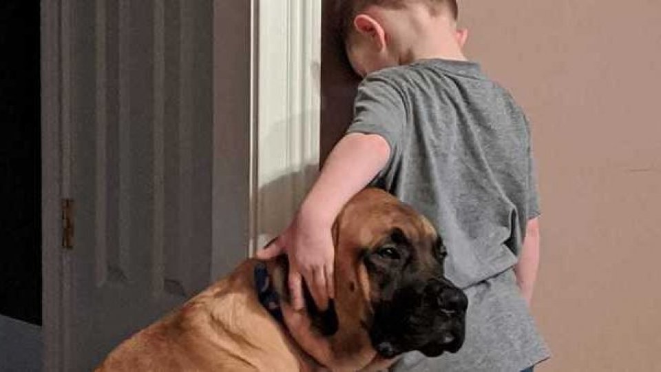 Il cane solidale con il suo piccolo padrone in punizione