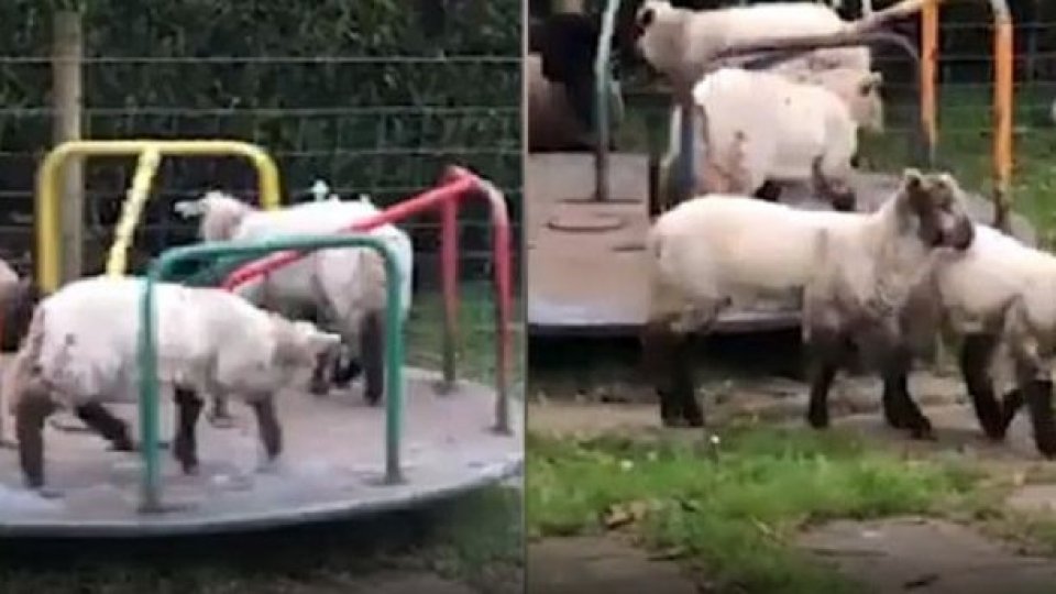 Le pecore si divertono al parco giochi durante il lockdown