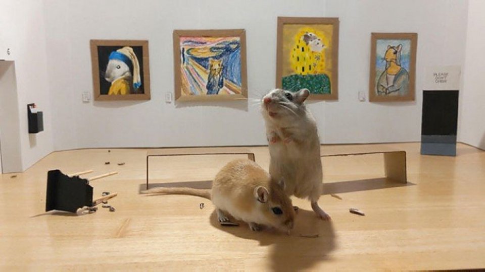 Coppia in quarantena costruisce un museo in miniatura per i suoi "gerbilli"