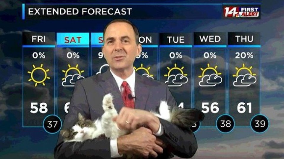 Previsioni meteo... con gatto