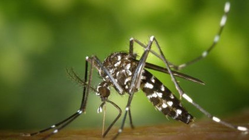 Sanità: emessa l'ordinanza per il contrasto alla zanzara tigre