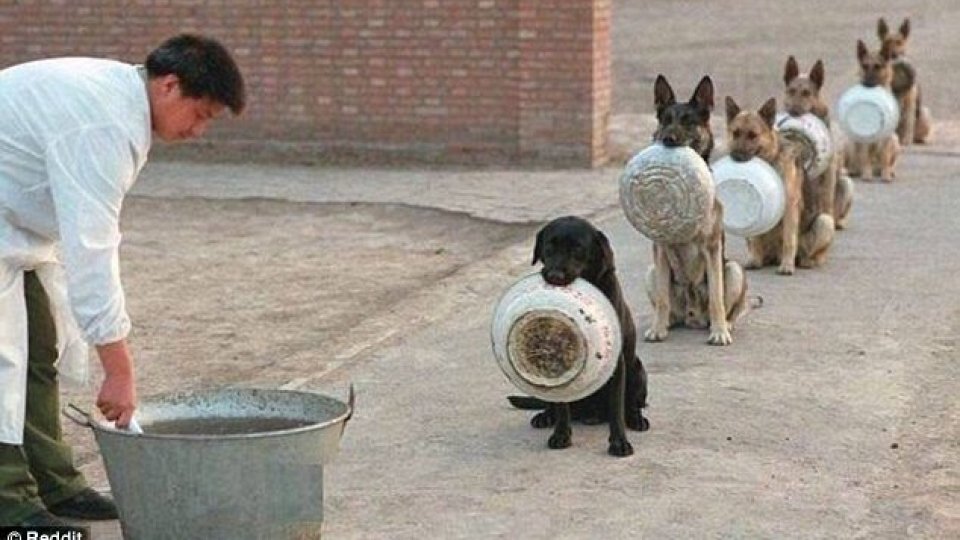 Cani che fanno la fila per mangiare