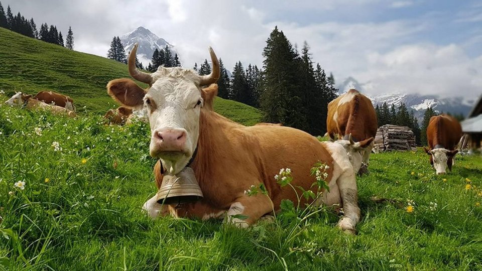 Adotta una mucca e riceverai formaggio fresco a casa
