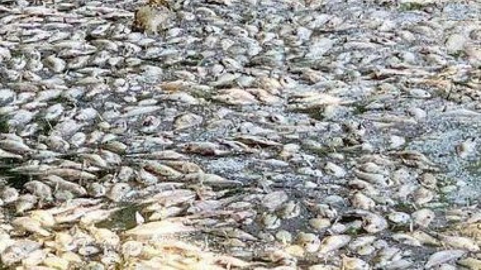 Tre tonnellate di pesci morti, la Federpescatori delle Ardenne denuncia Nestlé
