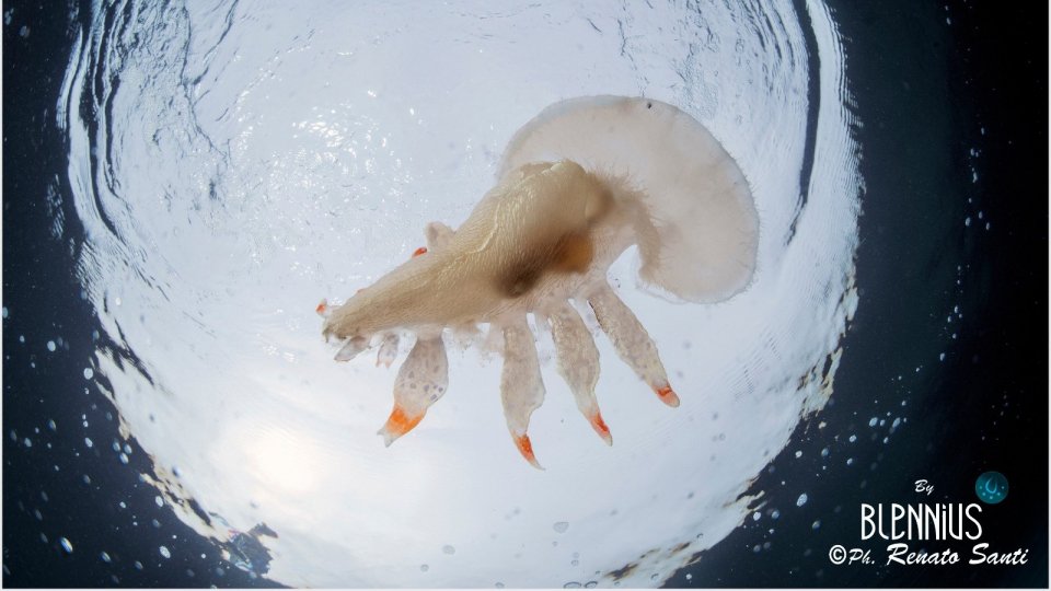 Mollusco rarissimo nelle acque di Riccione. Nudibranco mai visto prima in Adriatico