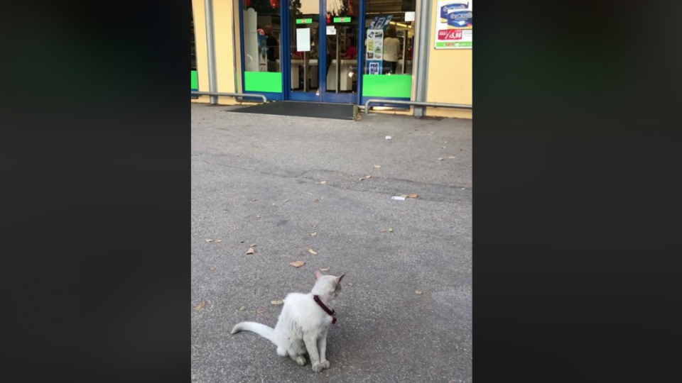 Il gatto davanti alle porte del supermercato
