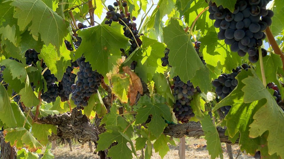 Covid, Confagricoltura Emilia Romagna: misure pesano su vino e agriturismi