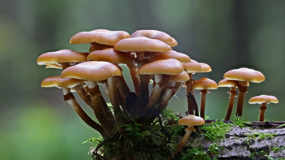 Attenzione alla raccolta dei funghi