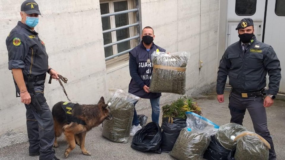 GdF operazione “Smoking Off”: sequestrata a Rimini piantagione di “cannabis”