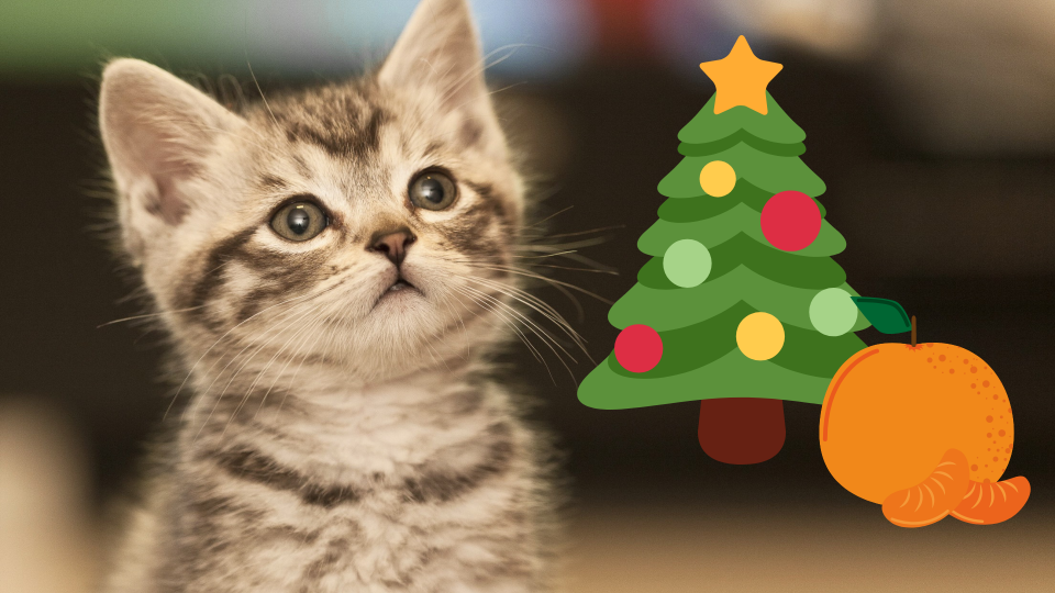 Il metodo per tenere il suo gatto lontano dall'albero di Natale