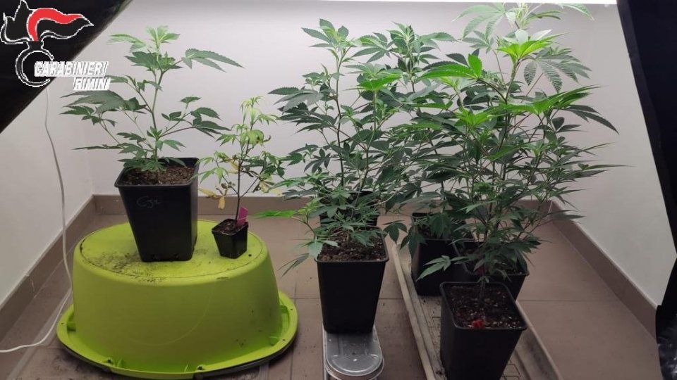 Santarcangelo: aveva una piantagione di marijuana in soffitta, denunciato imprenditore