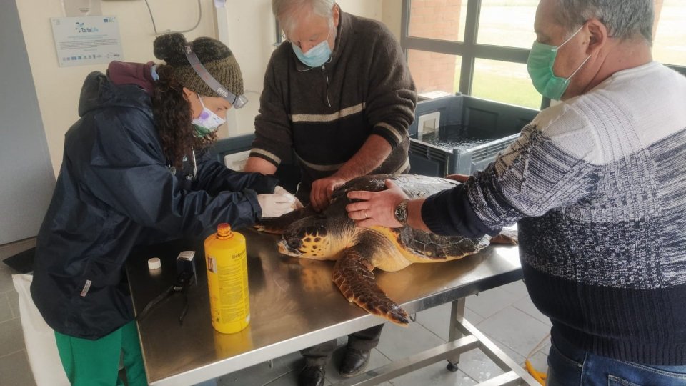 Fondazione Cetacea Onlus: Le tartarughe marine del Delta del Po tra le protagoniste di un documentario nazionale
