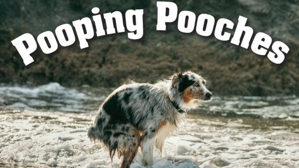 Il 2021scandito dai cani si chiama: Pooping Pooches