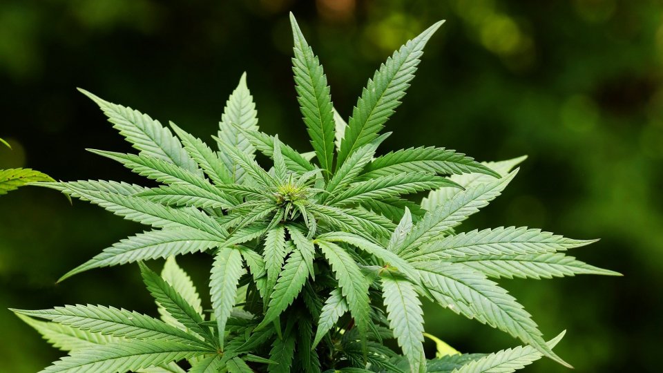 Una pianta di Cannabis (pixabay)