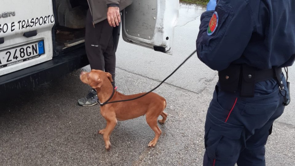 Operazione "Sweet puppies" a Rimini: arrestato 39enne per commercio illecito di animali