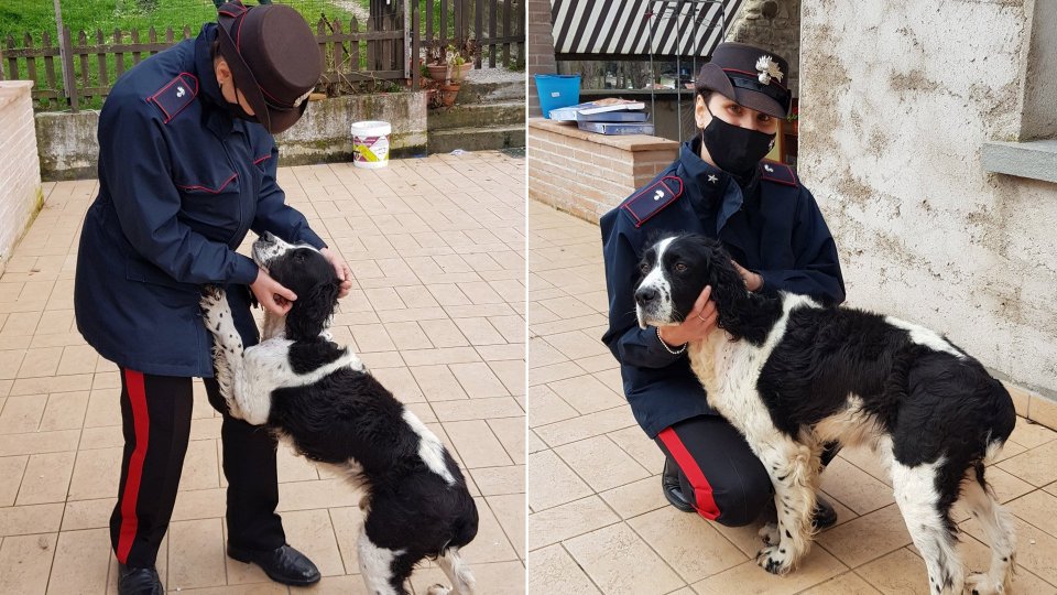 Pennabilli: lieto fine per il cane “Max”, rubato a gennaio da una 52enne di Fano