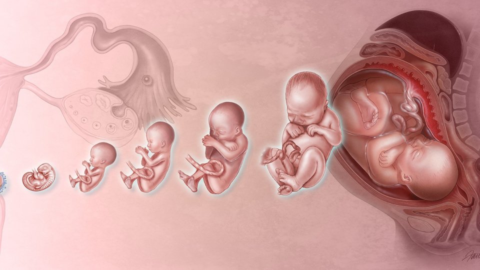 Comitato 'Uno di noi': feto o bambino?