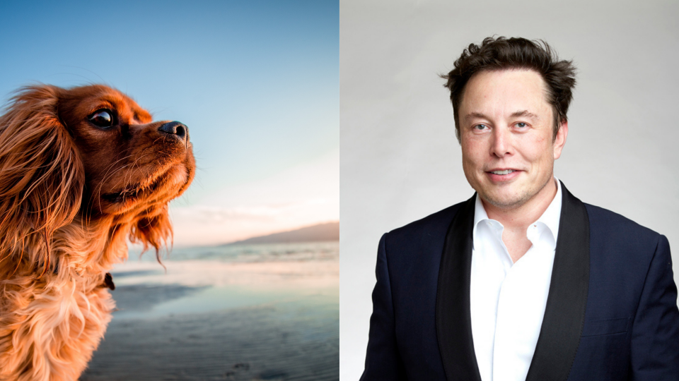 Elon Musk è uno dei nomi più utilizzati per i cani in America